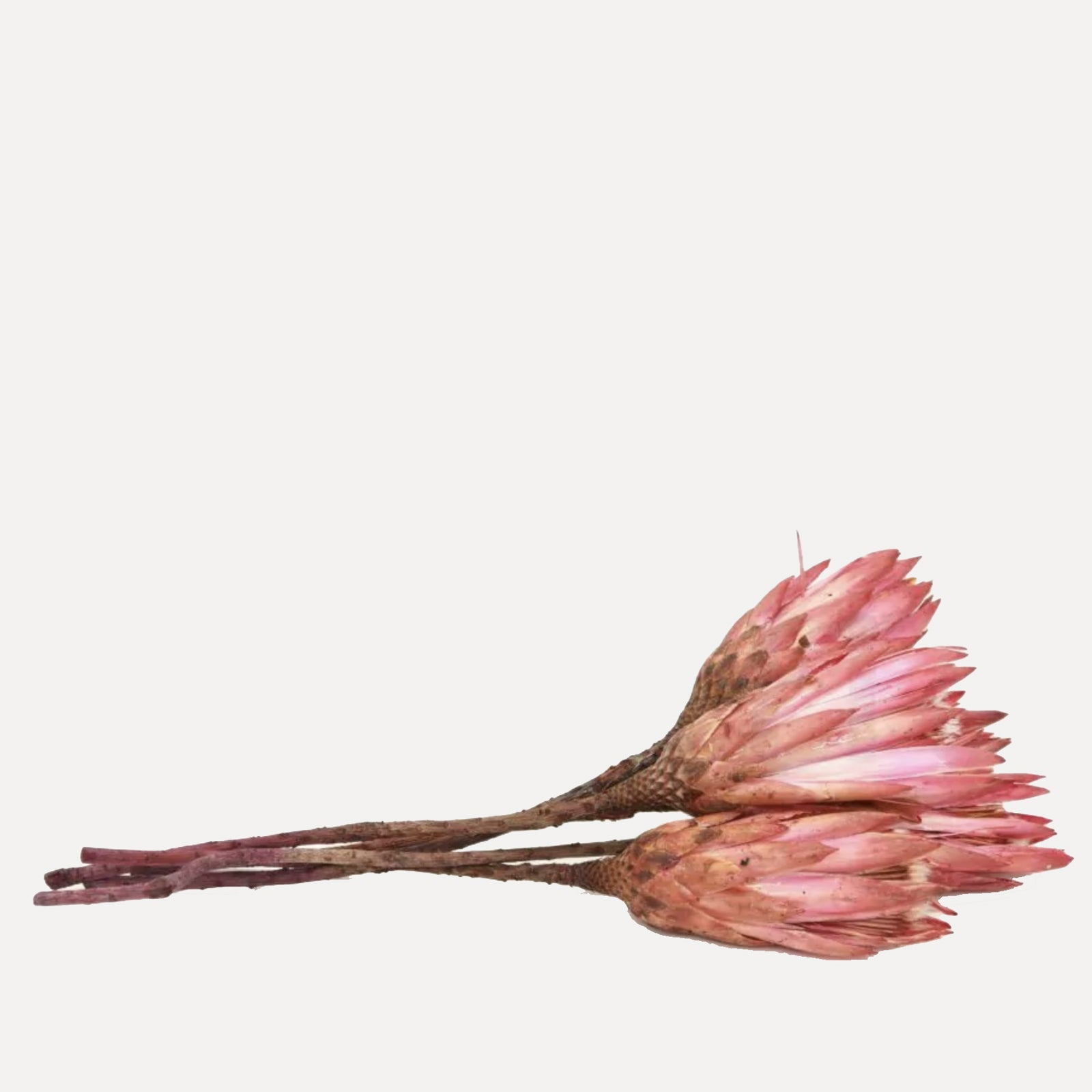 Protea pendula - rosa